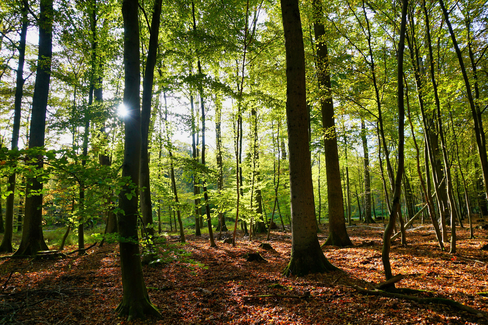 Herbstwald