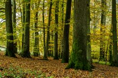 Herbstwald