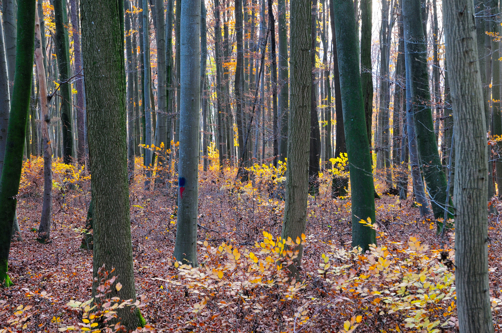 Herbstwald DSC_6975