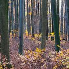 Herbstwald DSC_6975