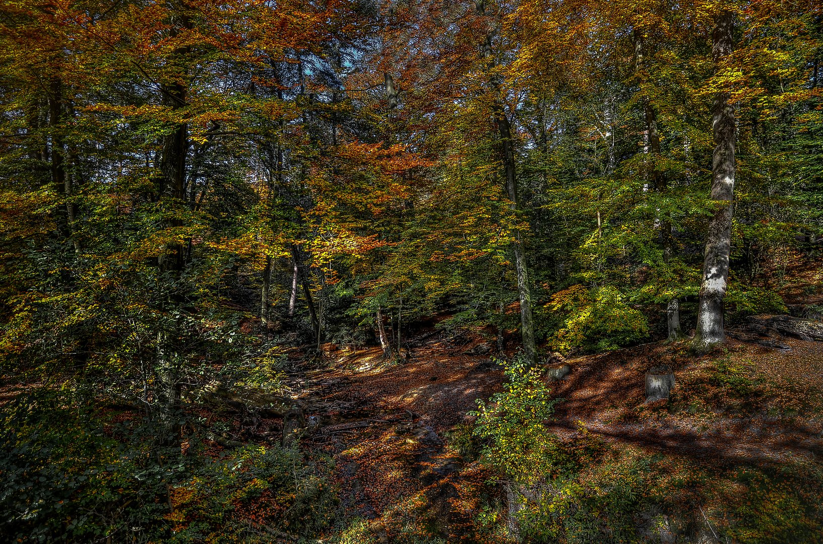 Herbstwald