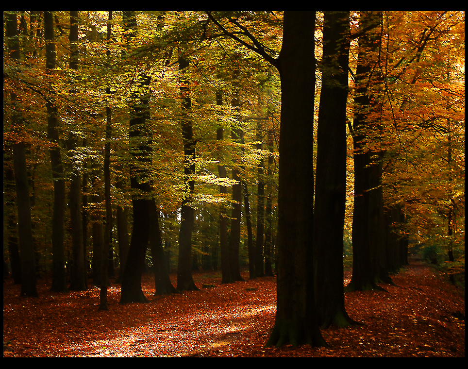 Herbstwald....