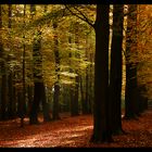 Herbstwald....