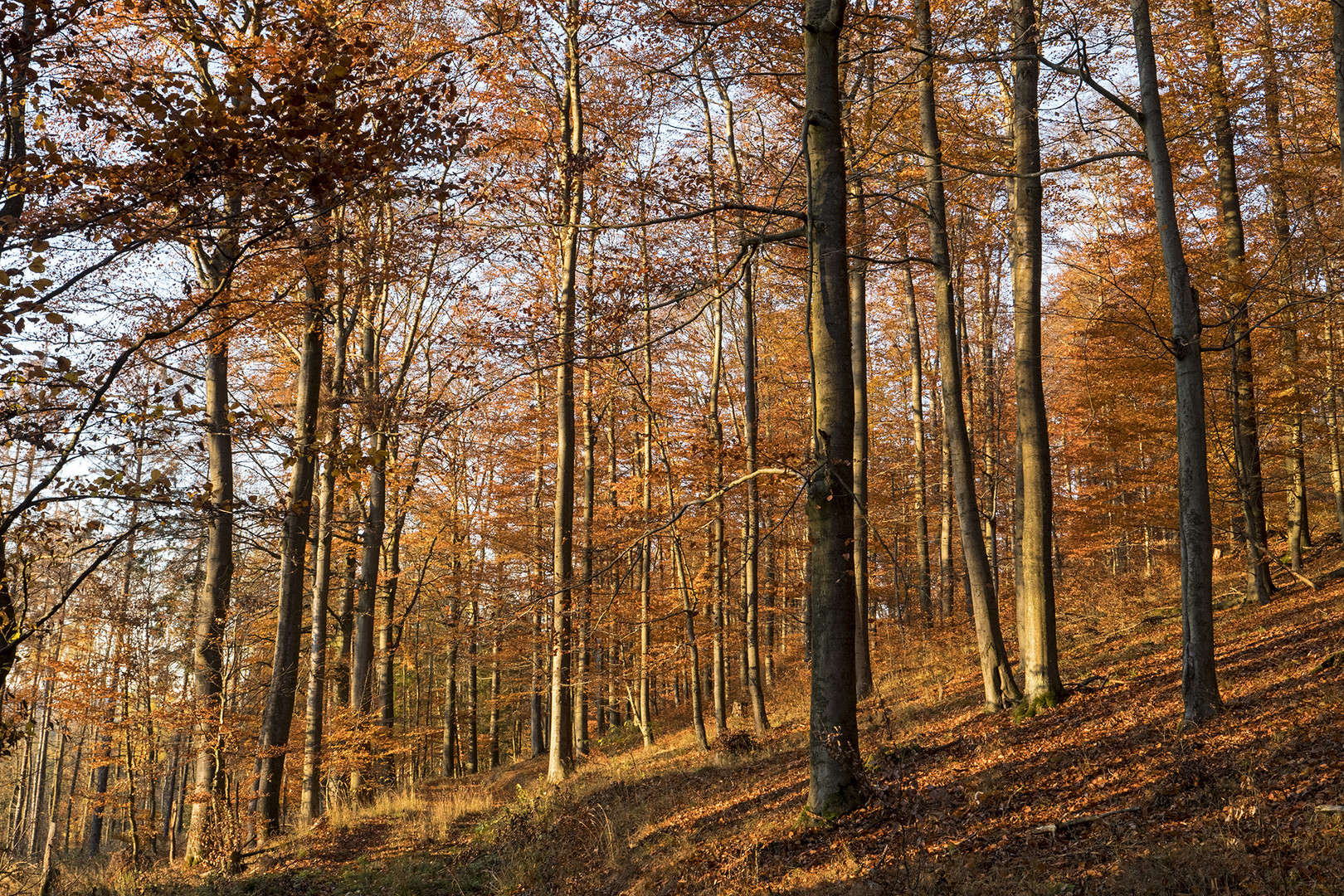 Herbstwald