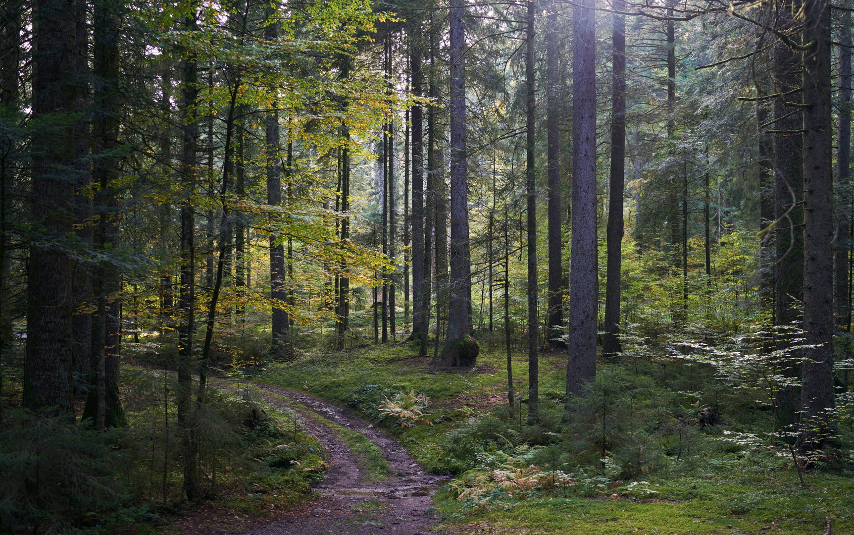 Herbstwald