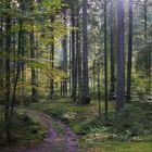 Herbstwald