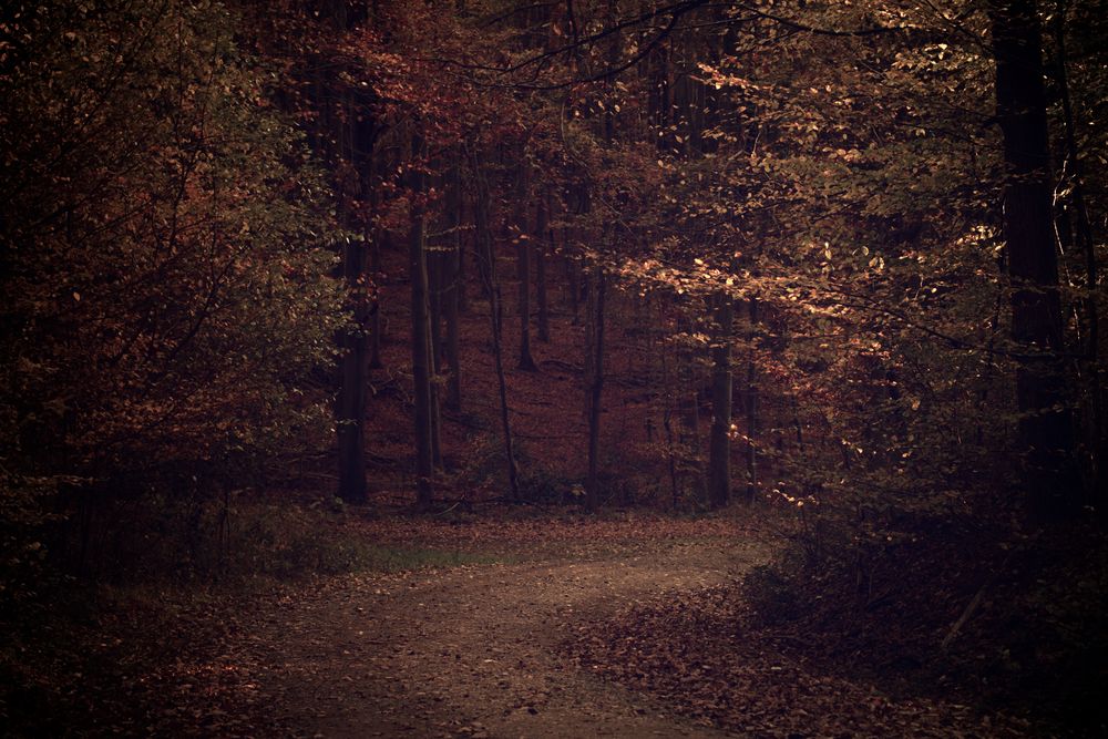 Herbstwald