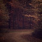 Herbstwald