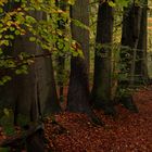 Herbstwald