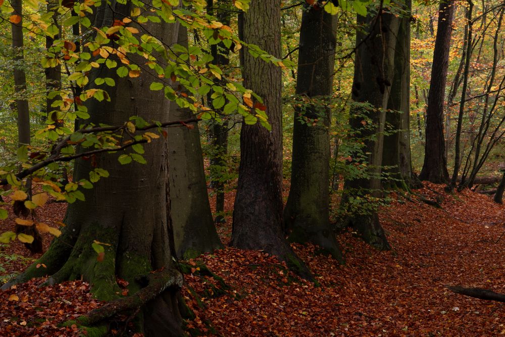 Herbstwald