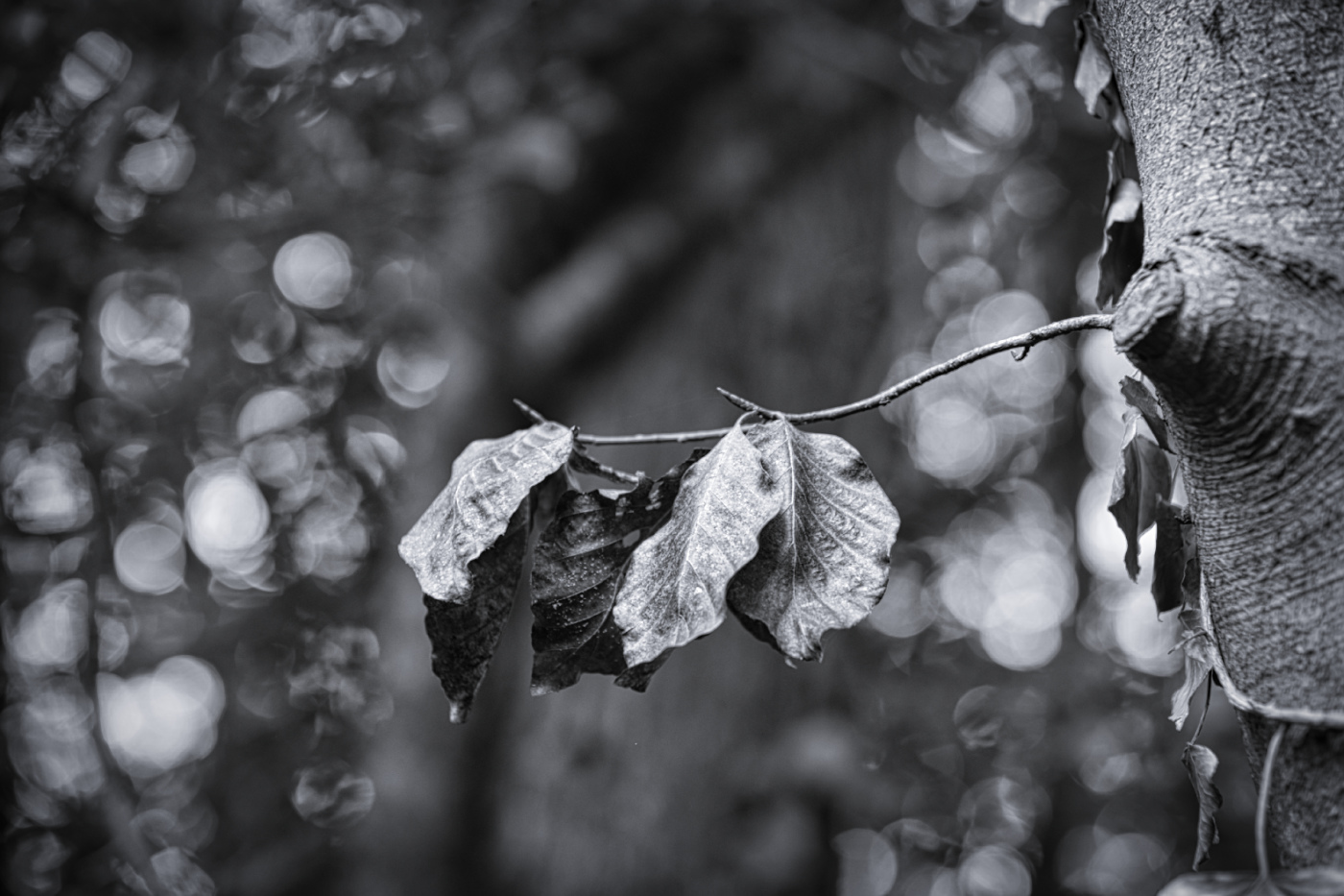 Herbstwald