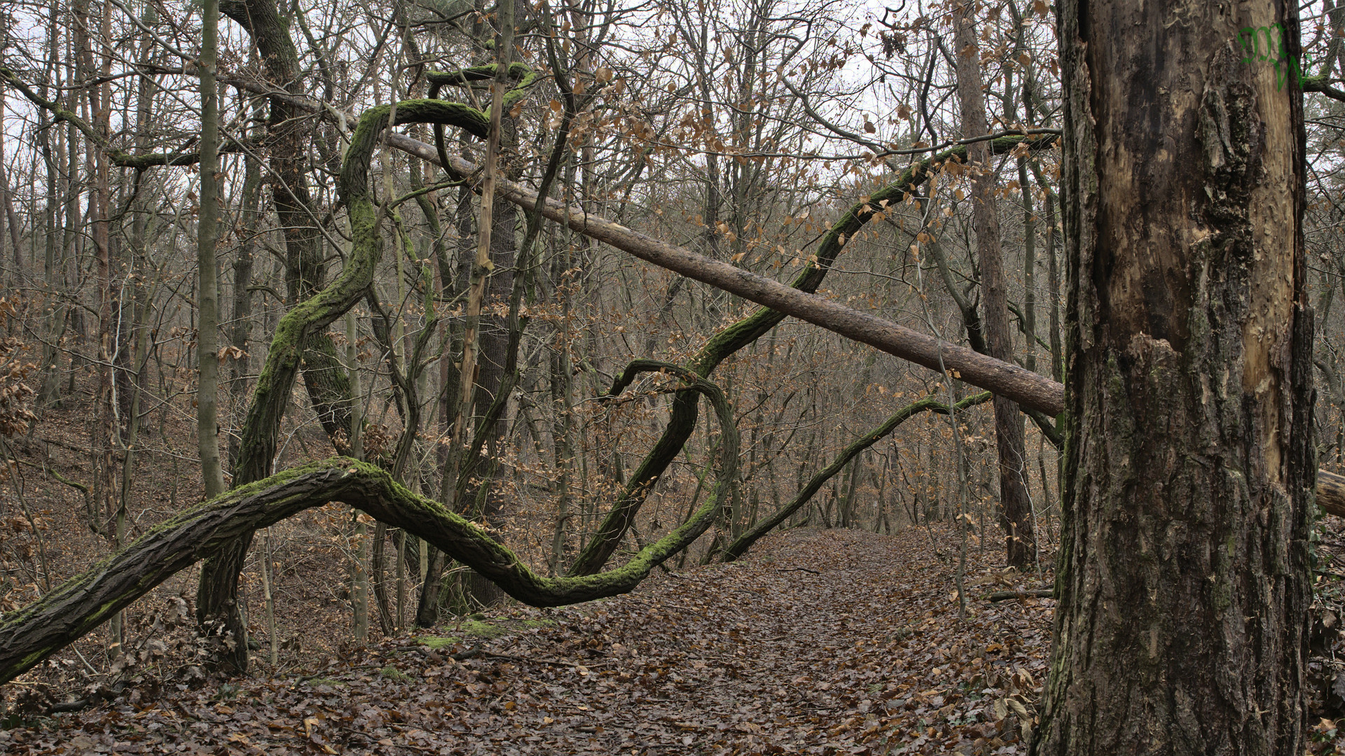 Herbstwald