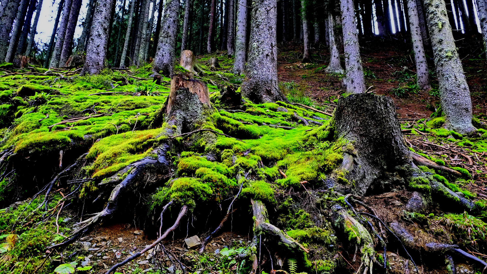 Herbstwald