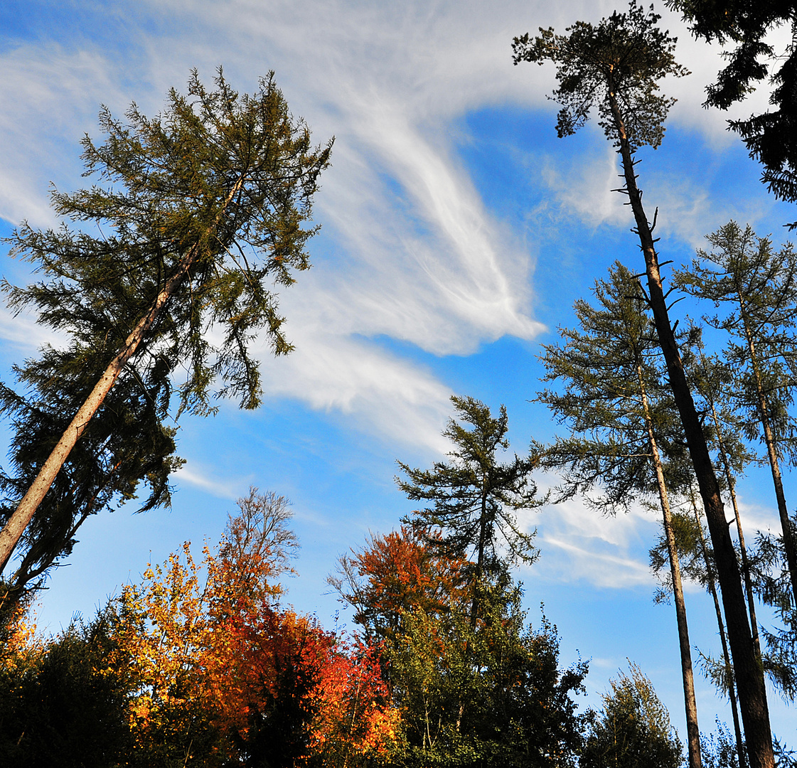 Herbstwald