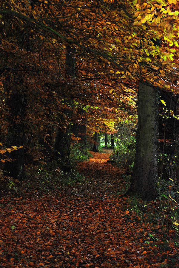 Herbstwald