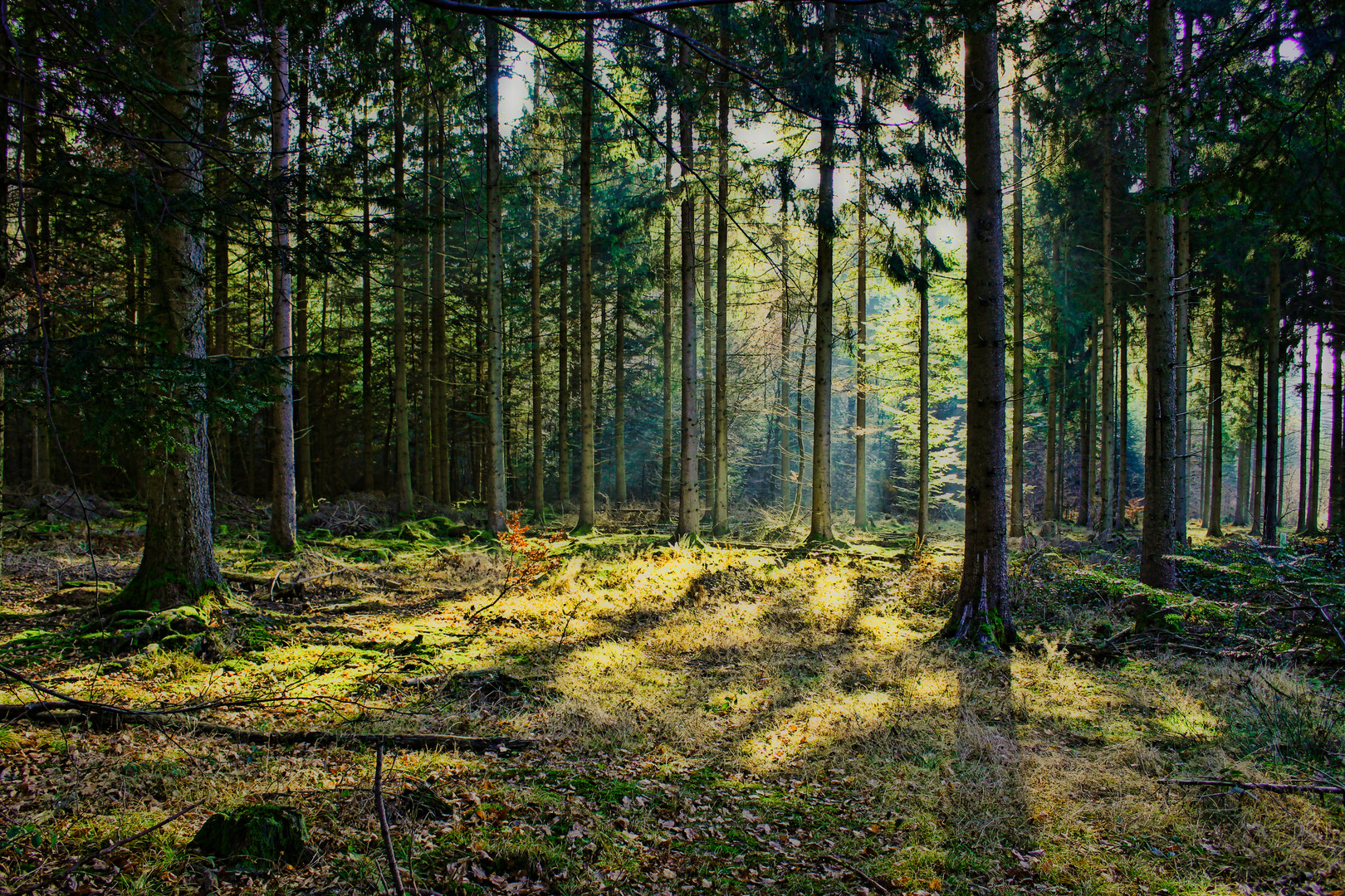 Herbstwald