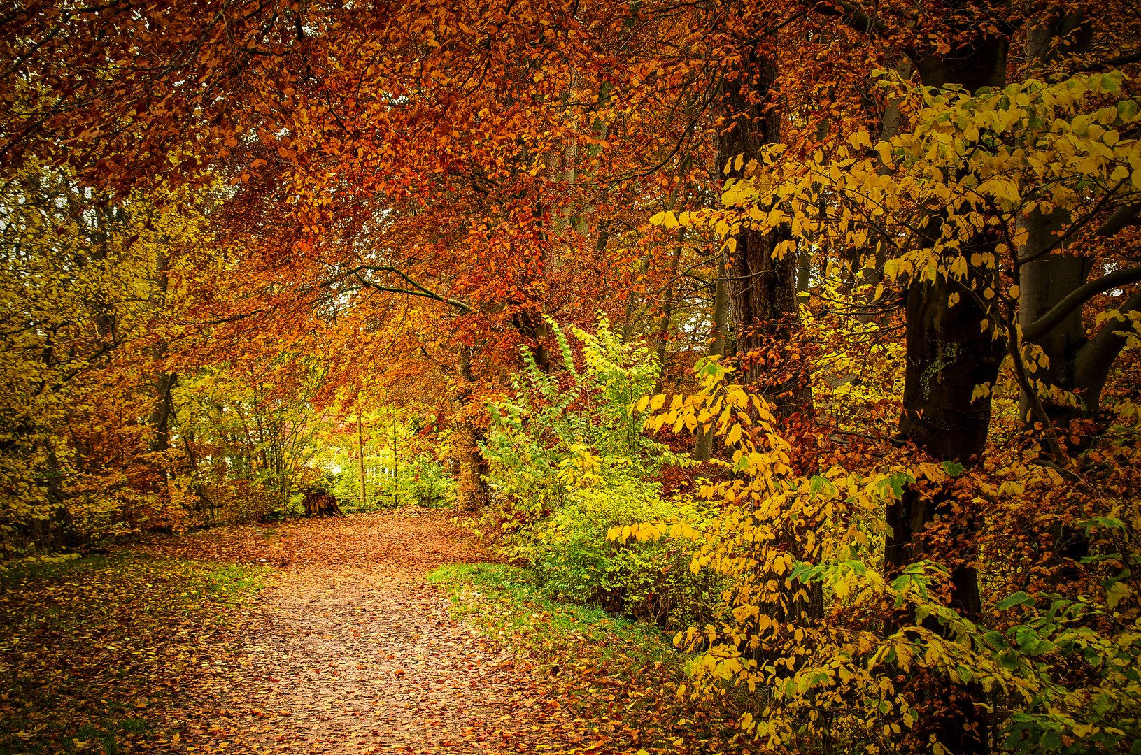 Herbstwald