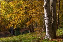 Herbstwald