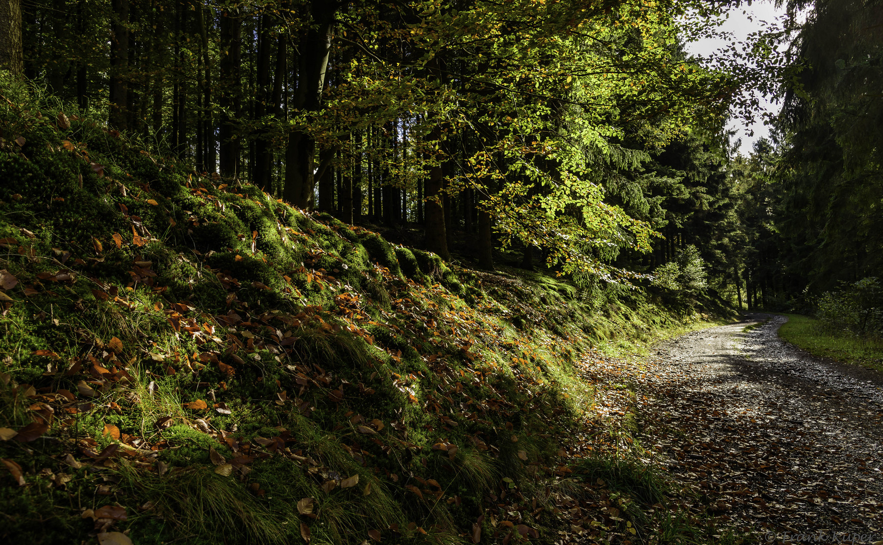 Herbstwald