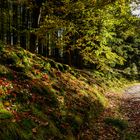 Herbstwald