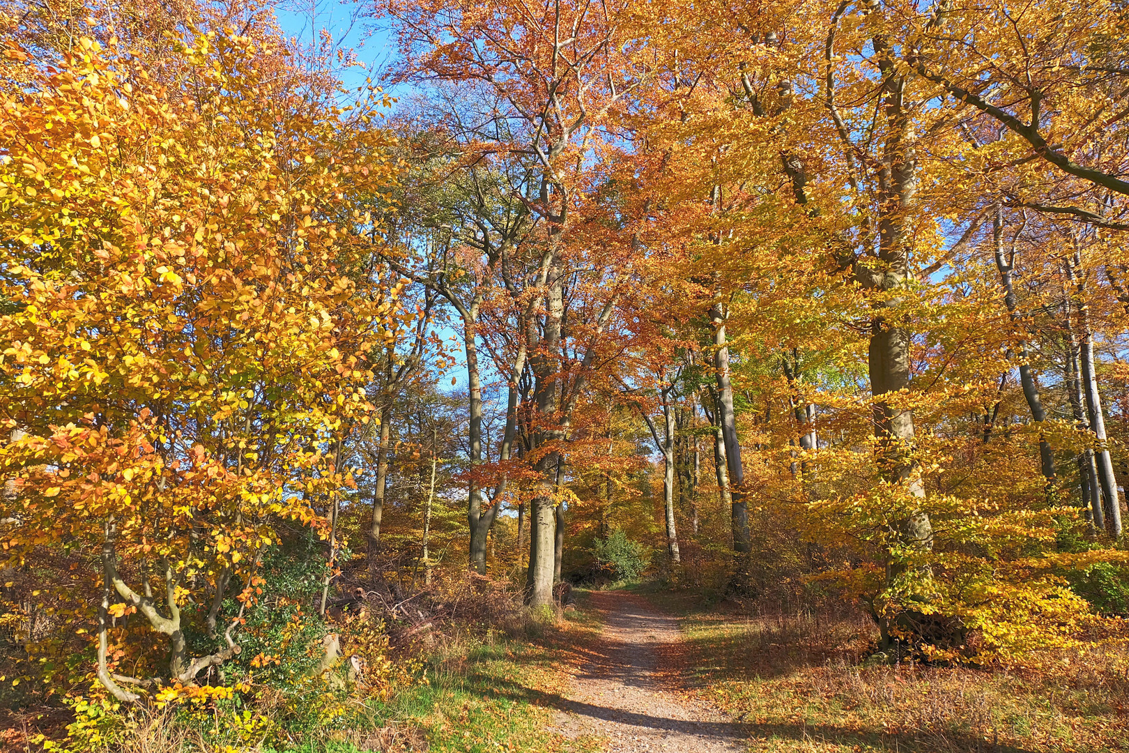 Herbstwald Foto Bild Pflanzen Pilze Flechten Landschaft Baume Bilder Auf Fotocommunity