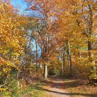 Herbstwald