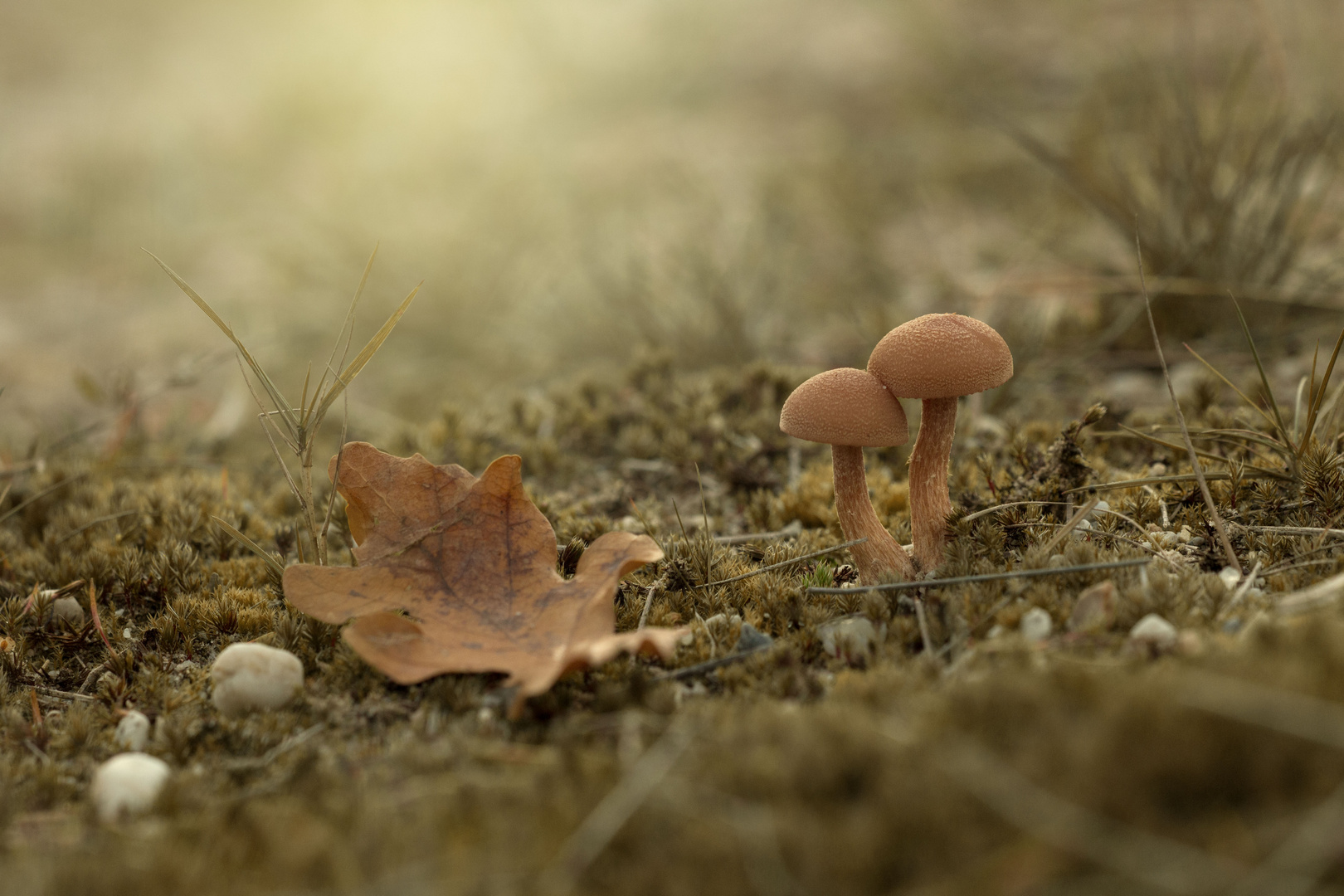 Herbstwald