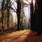 Herbstwald