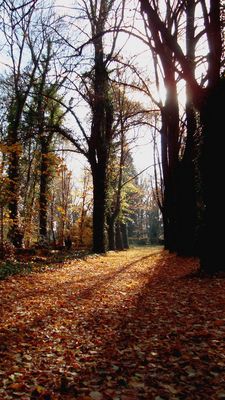 Herbstwald
