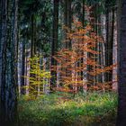 Herbstwald