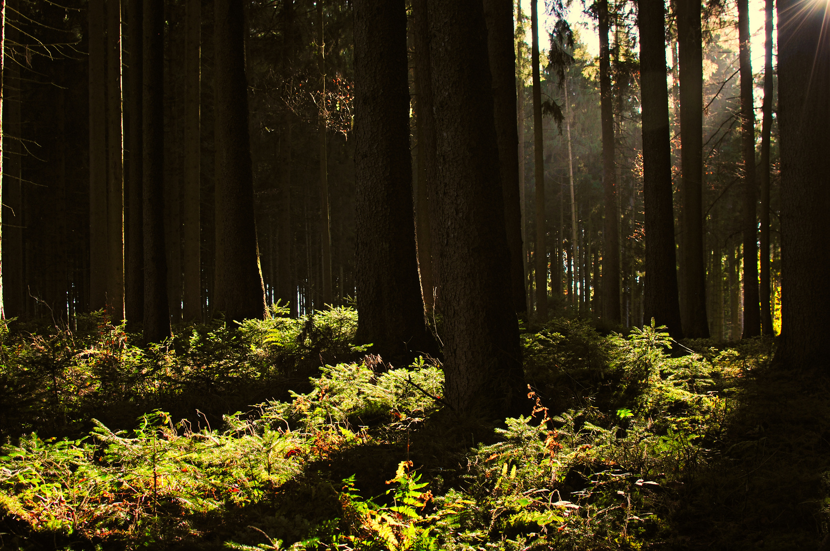 Herbstwald