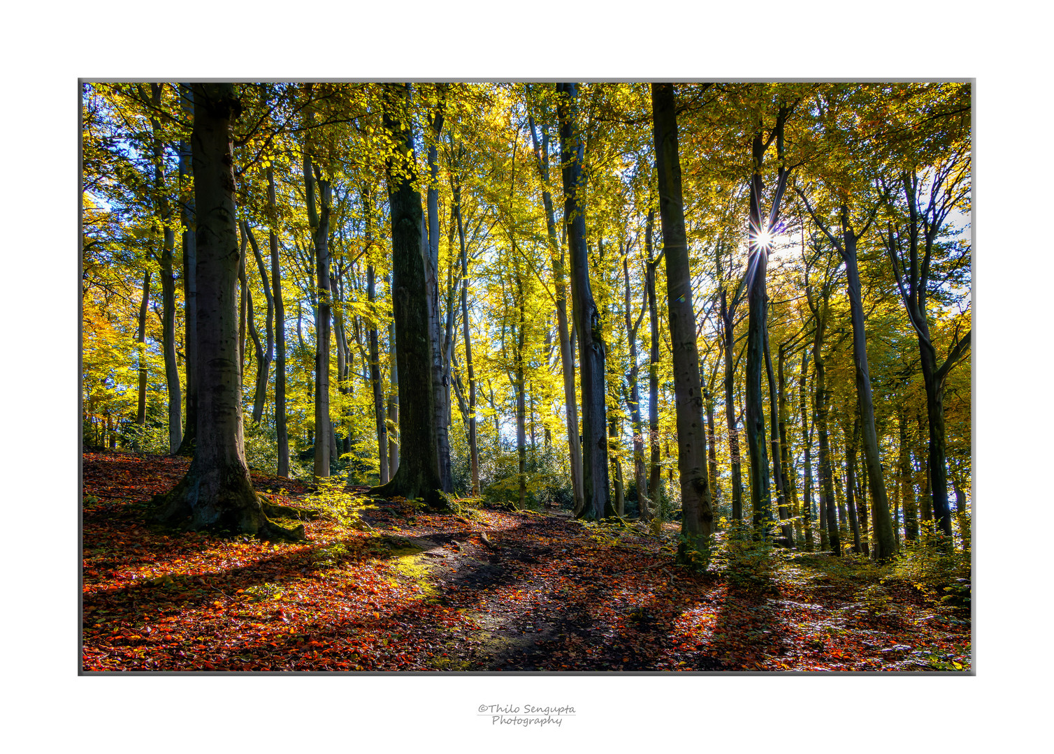 Herbstwald