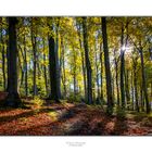 Herbstwald