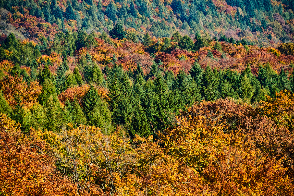 Herbstwald