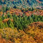 Herbstwald