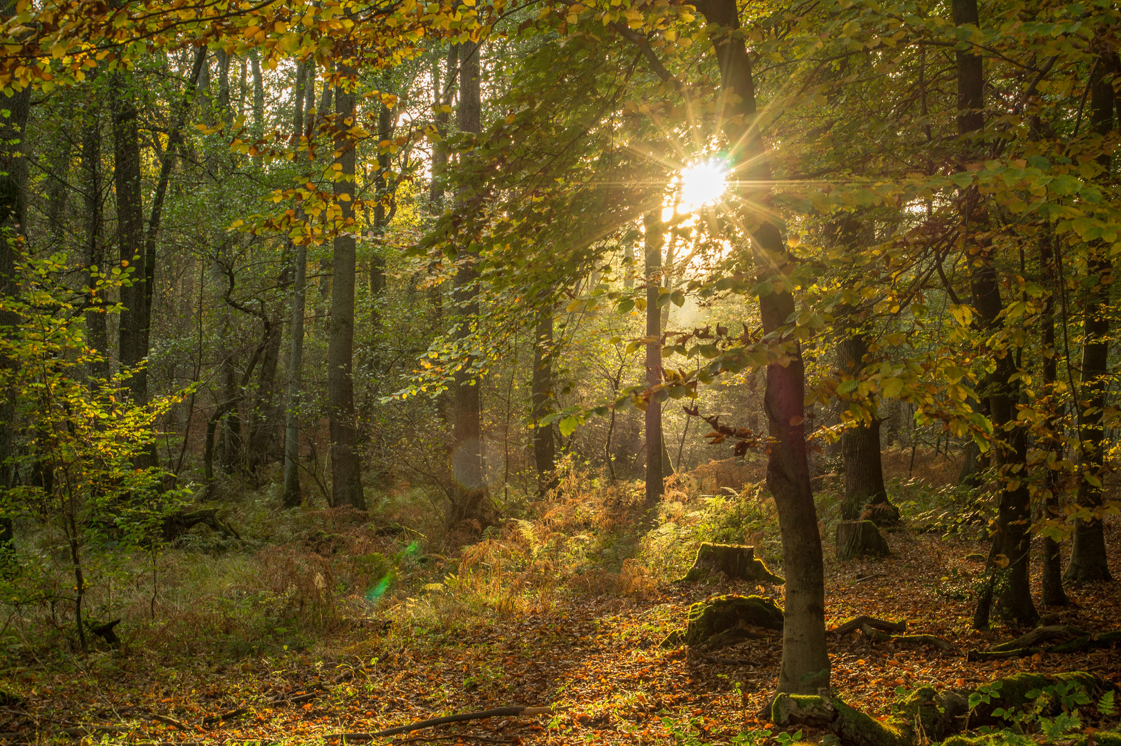 Herbstwald