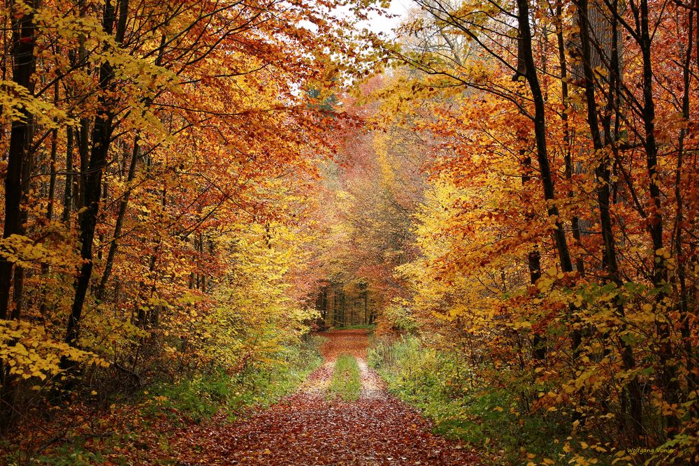 Herbstwald