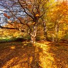 Herbstwald