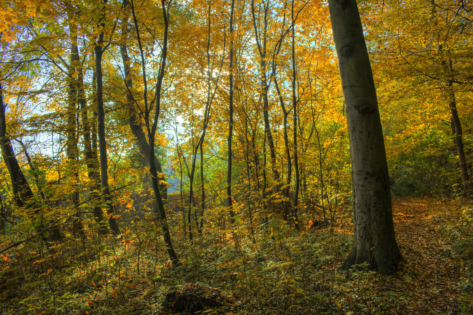 Herbstwald