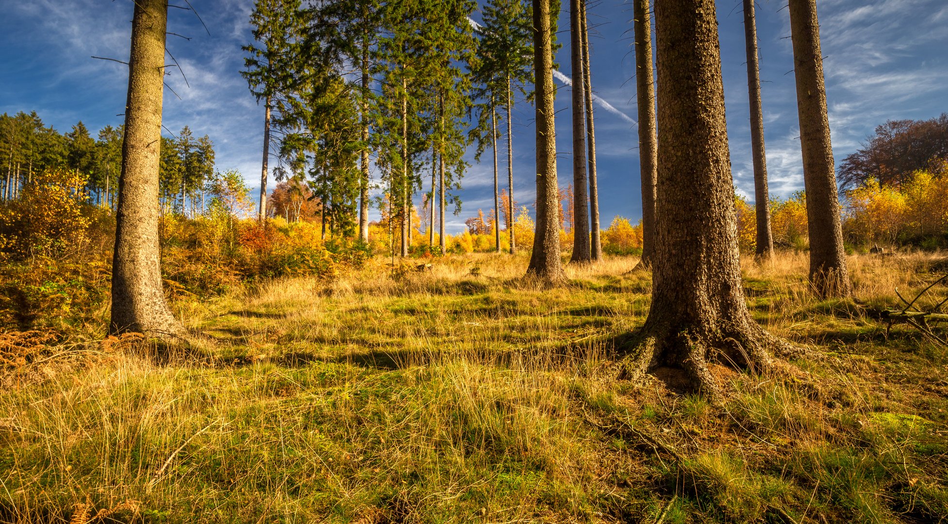 Herbstwald