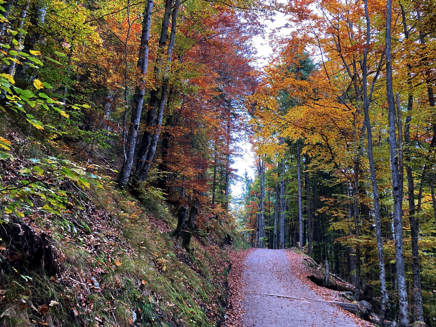 Herbstwald