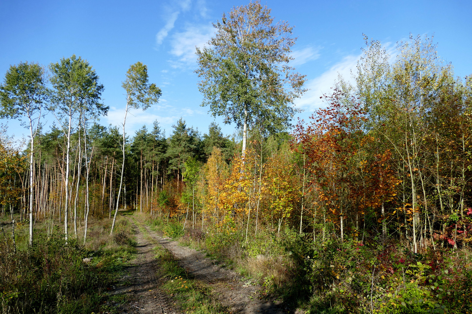 Herbstwald