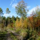 Herbstwald