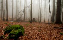 Herbstwald