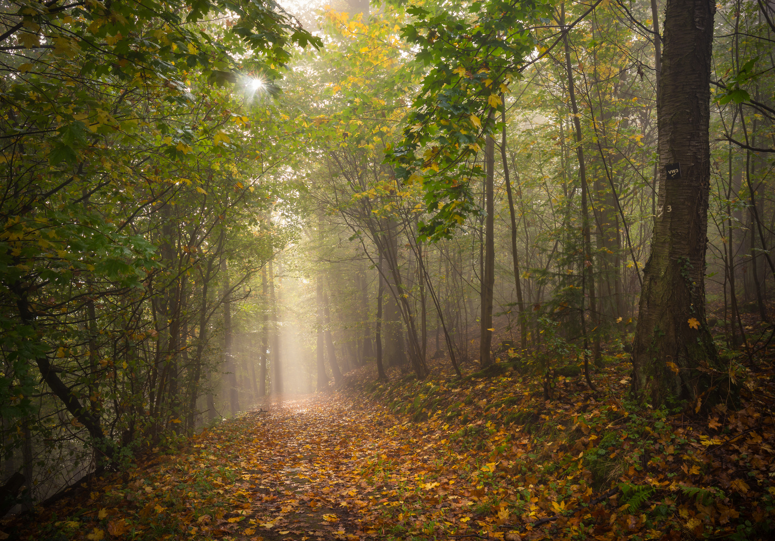 Herbstwald 