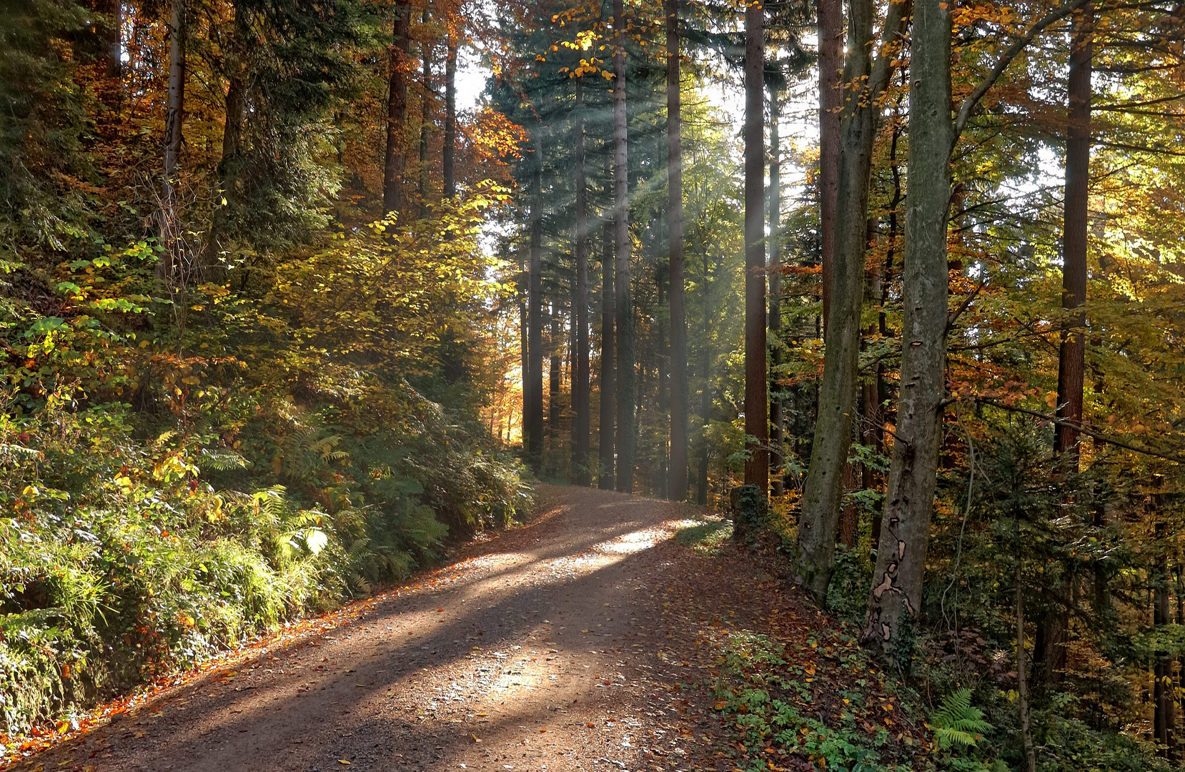 Herbstwald