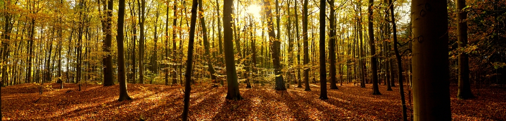 Herbstwald