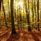 Herbstwald