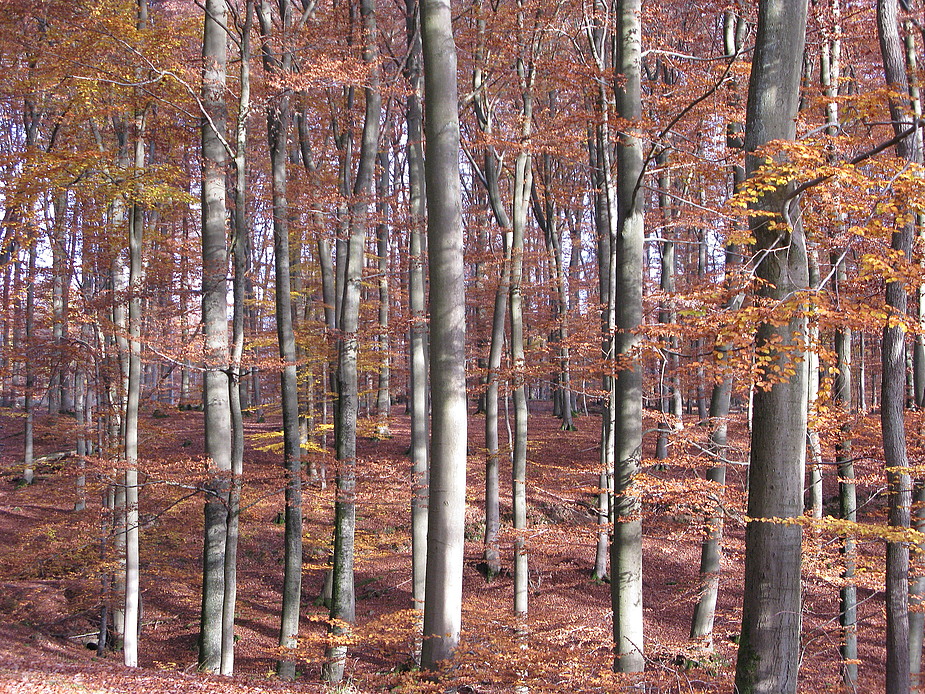 Herbstwald