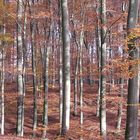 Herbstwald